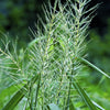 25 BOTTLEBRUSH GRASS Ornamental Shade Elymus Hystrix Patula Seeds