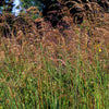 250 Ornamental INDIAN GRASS Sorghastrum Nutans Native Indiangrass Seeds