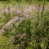 Purple Lovegrass Seeds – Eragrostis Spectabilis Native Love Grass Flower – photo 7