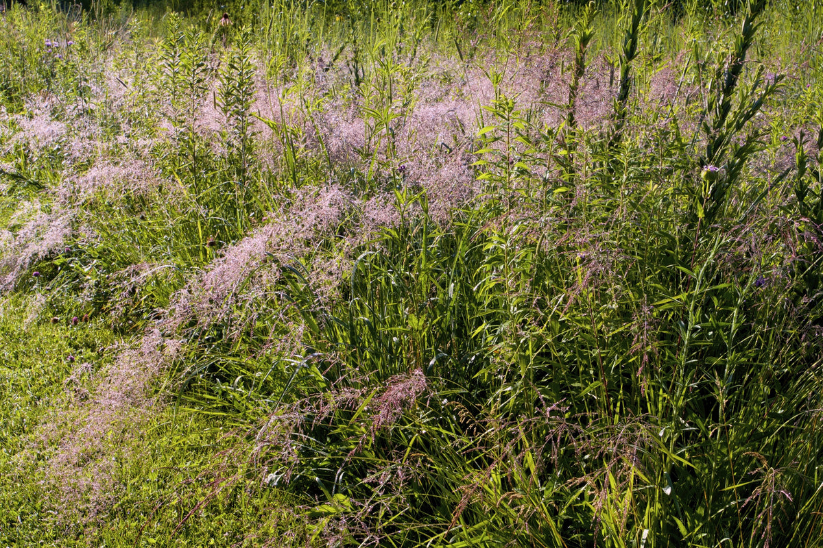 Purple Lovegrass Seeds – Eragrostis Spectabilis Native Love Grass Flower – photo 7