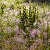 Purple Lovegrass Seeds – Eragrostis Spectabilis Native Love Grass Flower – photo 8