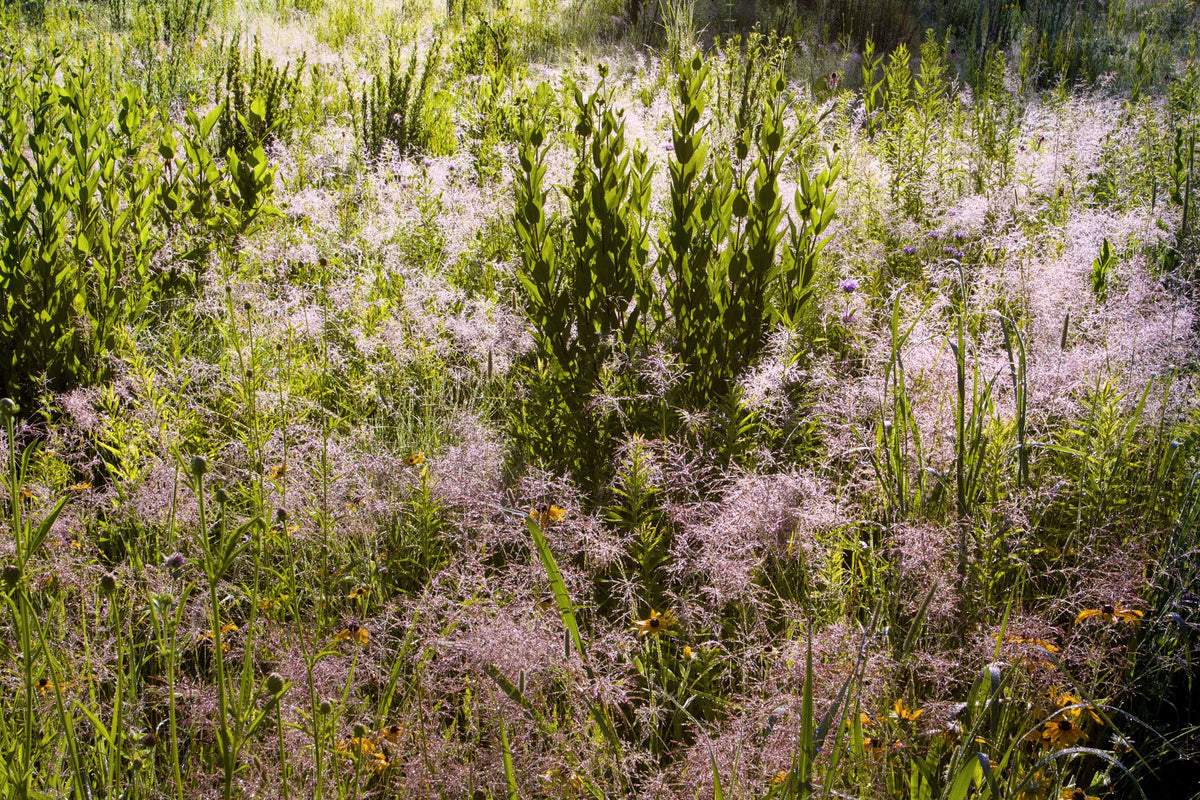 Purple Lovegrass Seeds – Eragrostis Spectabilis Native Love Grass Flower – photo 8