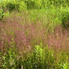 Purple Lovegrass Seeds – Eragrostis Spectabilis Native Love Grass Flower – photo 2