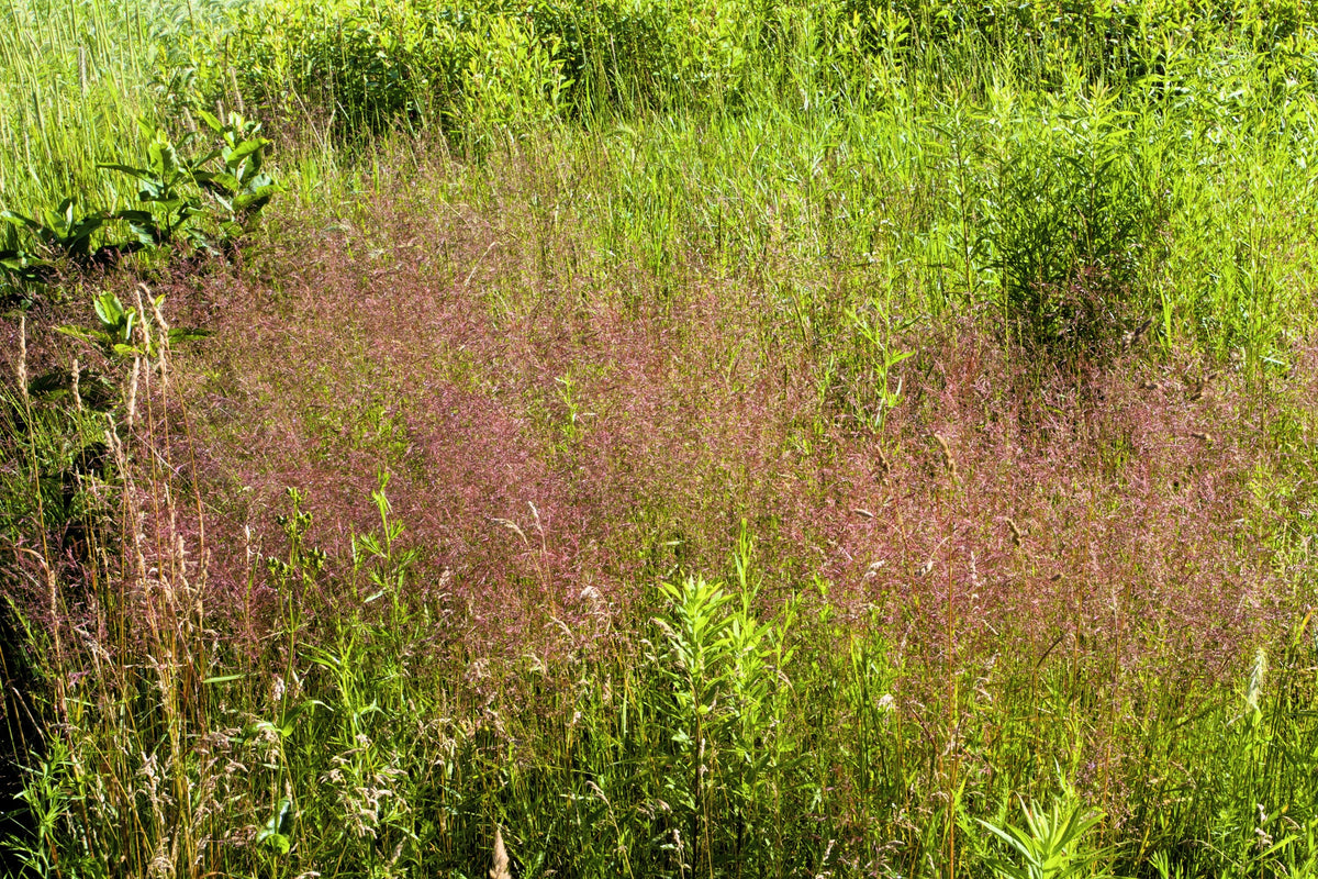 Purple Lovegrass Seeds – Eragrostis Spectabilis Native Love Grass Flower – photo 2