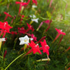 Cypress Vine Mix Seeds – Ipomoea Quamoclit Convolvulus Hummingbird Star Morning Glory Cardinal Creeper Flower – photo 5