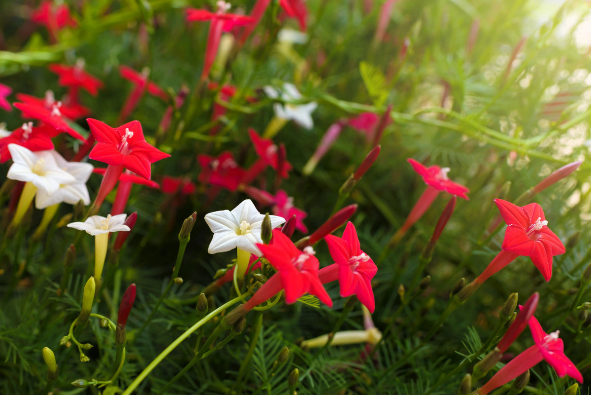 Cypress Vine Mix Seeds – Ipomoea Quamoclit Convolvulus Hummingbird Star Morning Glory Cardinal Creeper Flower – photo 5