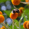 10 ORANGE BALL TREE / Golden Butterfly Bush Buddleja Globosa Shrub Flower Seeds
