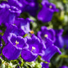 Mixed Colors Cup & Saucer (Canterbury Bells) Campanula Medium Flower Seeds – photo 5