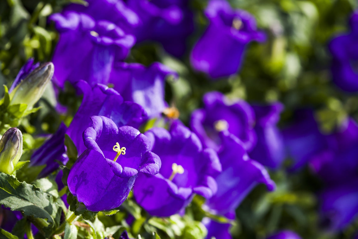 Mixed Colors Cup & Saucer (Canterbury Bells) Campanula Medium Flower Seeds – photo 5
