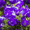 Mixed Colors Cup & Saucer (Canterbury Bells) Campanula Medium Flower Seeds – photo 8