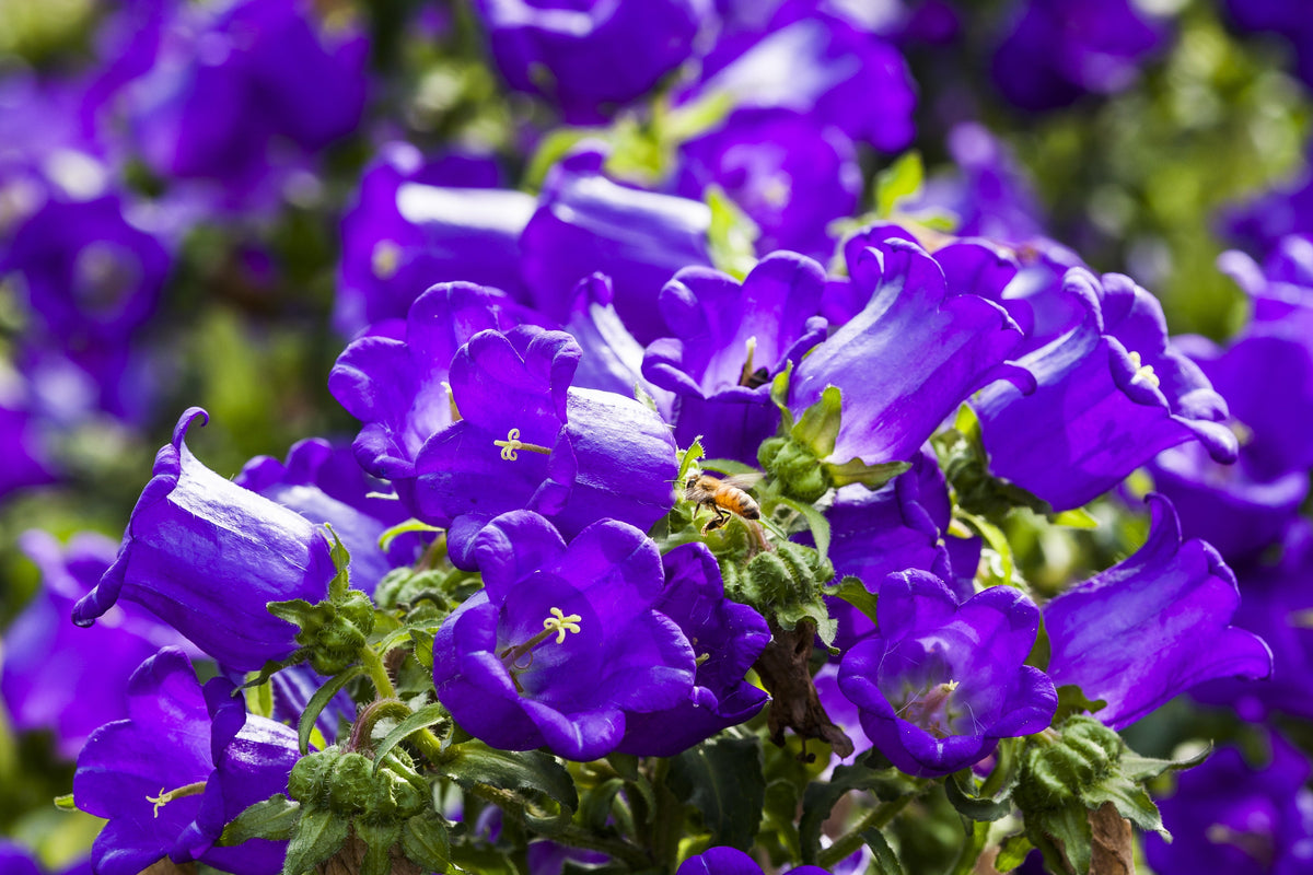 Mixed Colors Cup & Saucer (Canterbury Bells) Campanula Medium Flower Seeds – photo 8