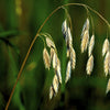 Prairie Brome Seeds – Arctic Brome Ornamental Grass Bromus Kalmii – photo 4
