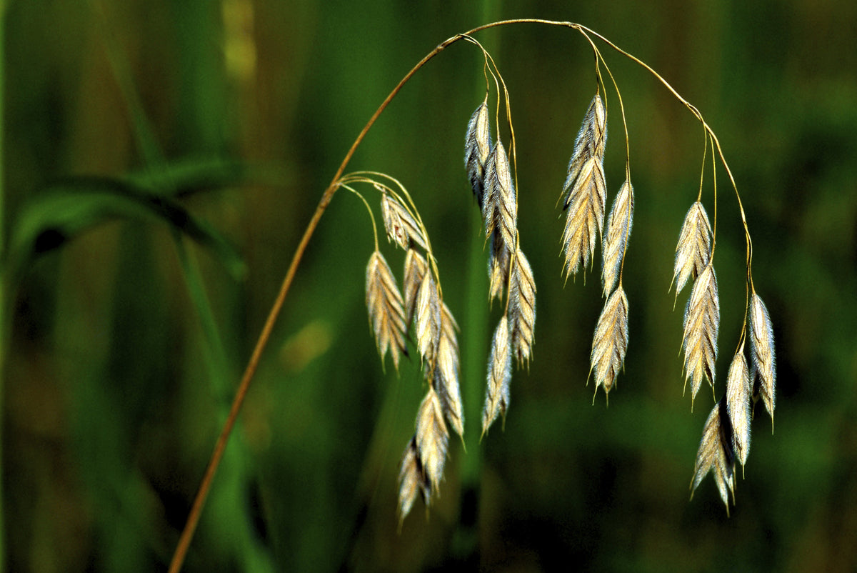 Prairie Brome Seeds – Arctic Brome Ornamental Grass Bromus Kalmii – photo 4