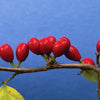 10 SPICEBUSH Wild Allspice Lindera Benzoin Northern Spice Bush Red Berry Yellow Flower Seeds