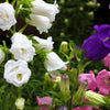 Mixed Colors Cup & Saucer (Canterbury Bells) Campanula Medium Flower Seeds – photo 3
