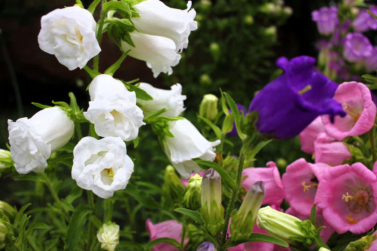 Mixed Colors Cup & Saucer (Canterbury Bells) Campanula Medium Flower Seeds – photo 3