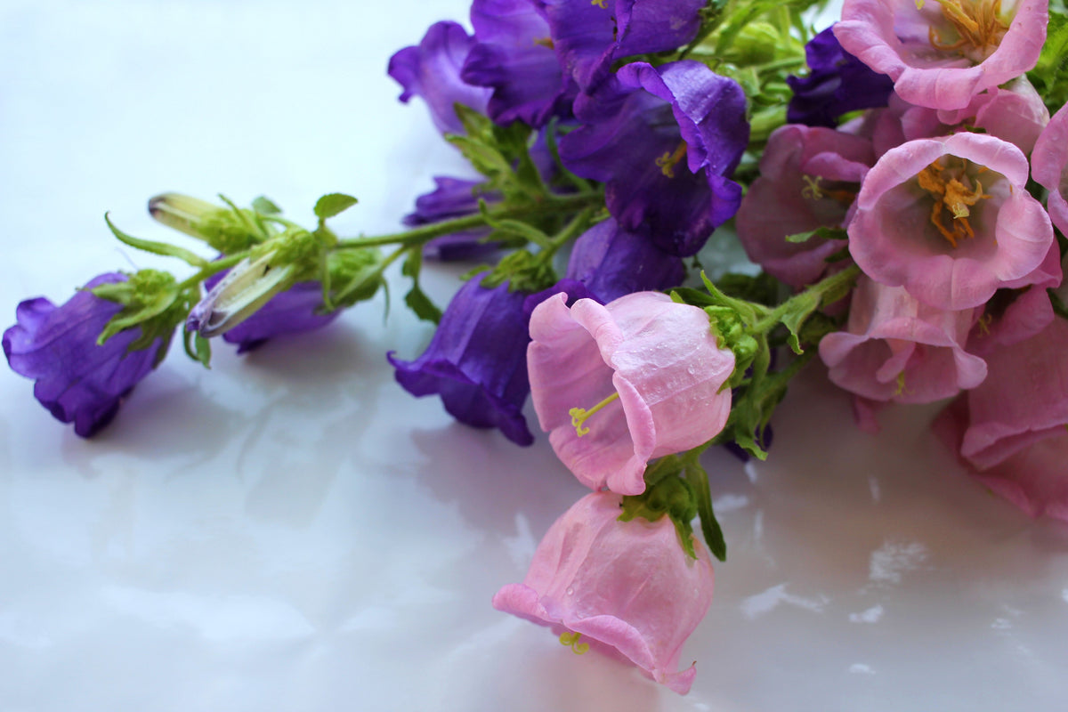 Mixed Colors Cup & Saucer (Canterbury Bells) Campanula Medium Flower Seeds – photo 10