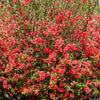Red Flowering Dwarf Quince Seeds – Shrub Fruit Chaenomeles Japonica Scarlet – photo 7