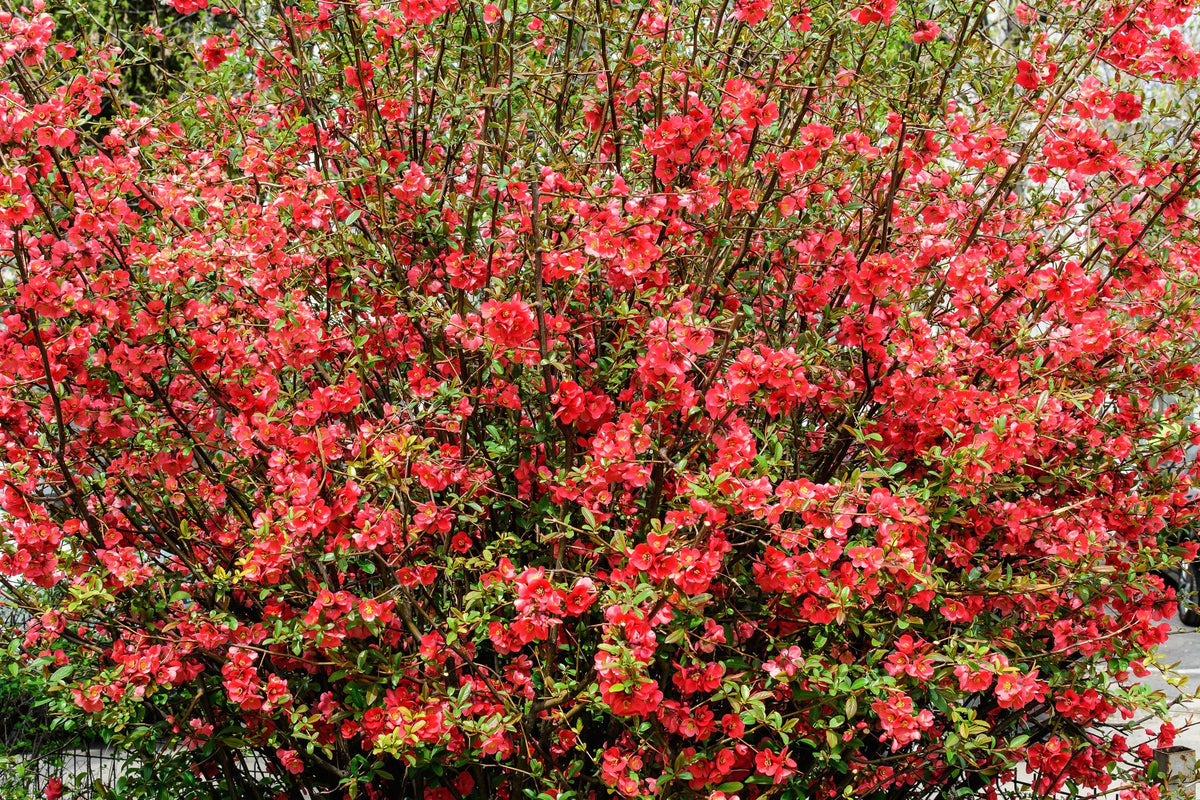 Red Flowering Dwarf Quince Seeds – Shrub Fruit Chaenomeles Japonica Scarlet – photo 7