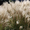 10 SILVER MAIDEN GRASS Miscanthus Sinensis Japanese Pampas Perennial Flower Seeds