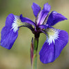 20 ALASKA IRIS Setosa Wild Flag Beachhead Blue Purple White Yellow Native Wetland Flower Seeds