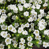 Mixed Colors Cup & Saucer (Canterbury Bells) Campanula Medium Flower Seeds – photo 9