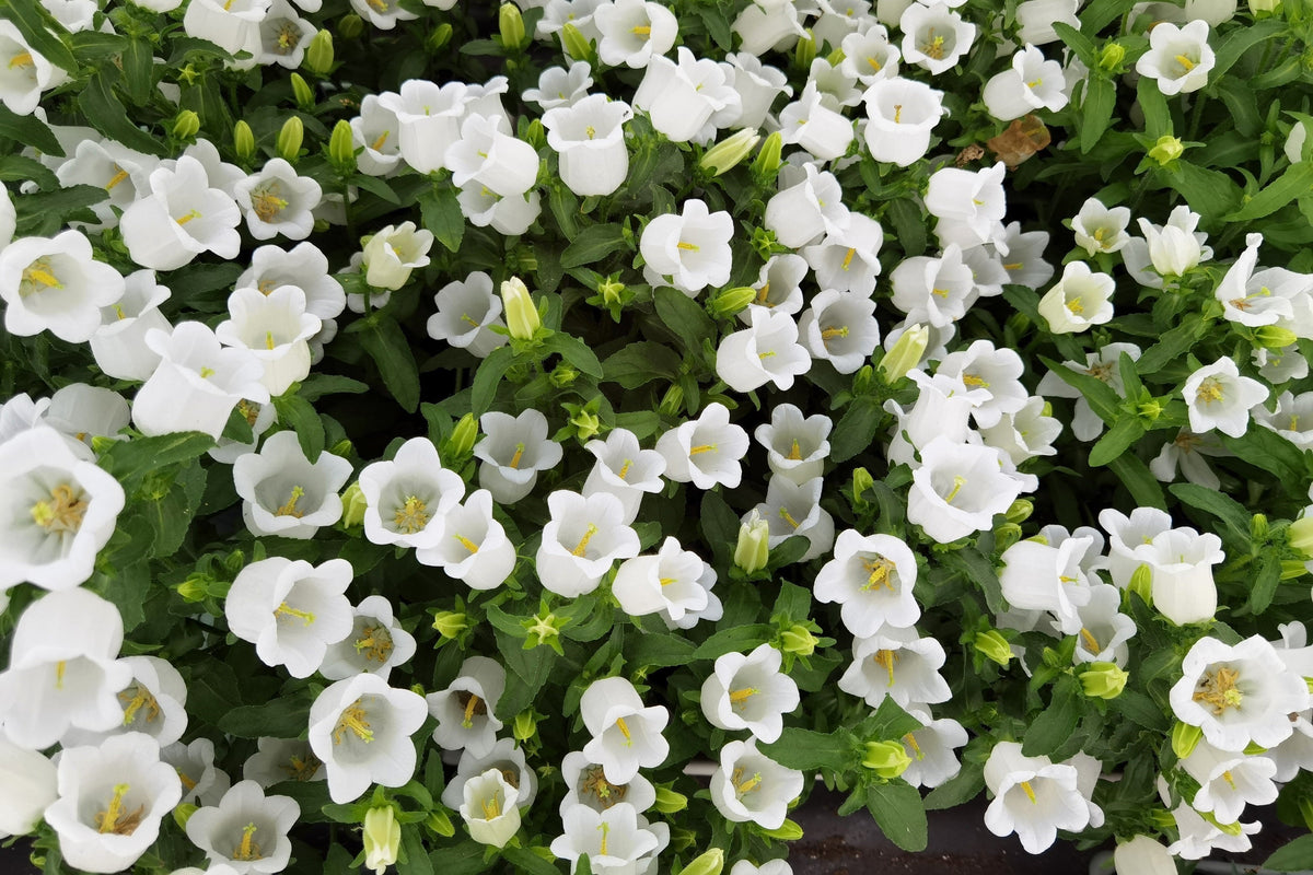 Mixed Colors Cup & Saucer (Canterbury Bells) Campanula Medium Flower Seeds – photo 9