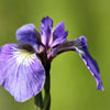 20 ALASKA IRIS Setosa Wild Flag Beachhead Blue Purple White Yellow Native Wetland Flower Seeds