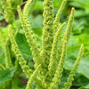 200 GREEN THUMB AMARANTHUS Hypochondriacus Prince’s Feather Amaranth Flower Seeds