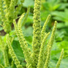 200 GREEN THUMB AMARANTHUS Hypochondriacus Prince’s Feather Amaranth Flower Seeds