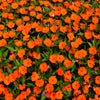 50 DWARF ORANGE IMPATIENS Walleriana Part Sun or Full Shade Flower Seeds