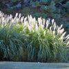 10 SILVER MAIDEN GRASS Miscanthus Sinensis Japanese Pampas Perennial Flower Seeds