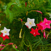 Cypress Vine Mix Seeds – Ipomoea Quamoclit Convolvulus Hummingbird Star Morning Glory Cardinal Creeper Flower – photo 8