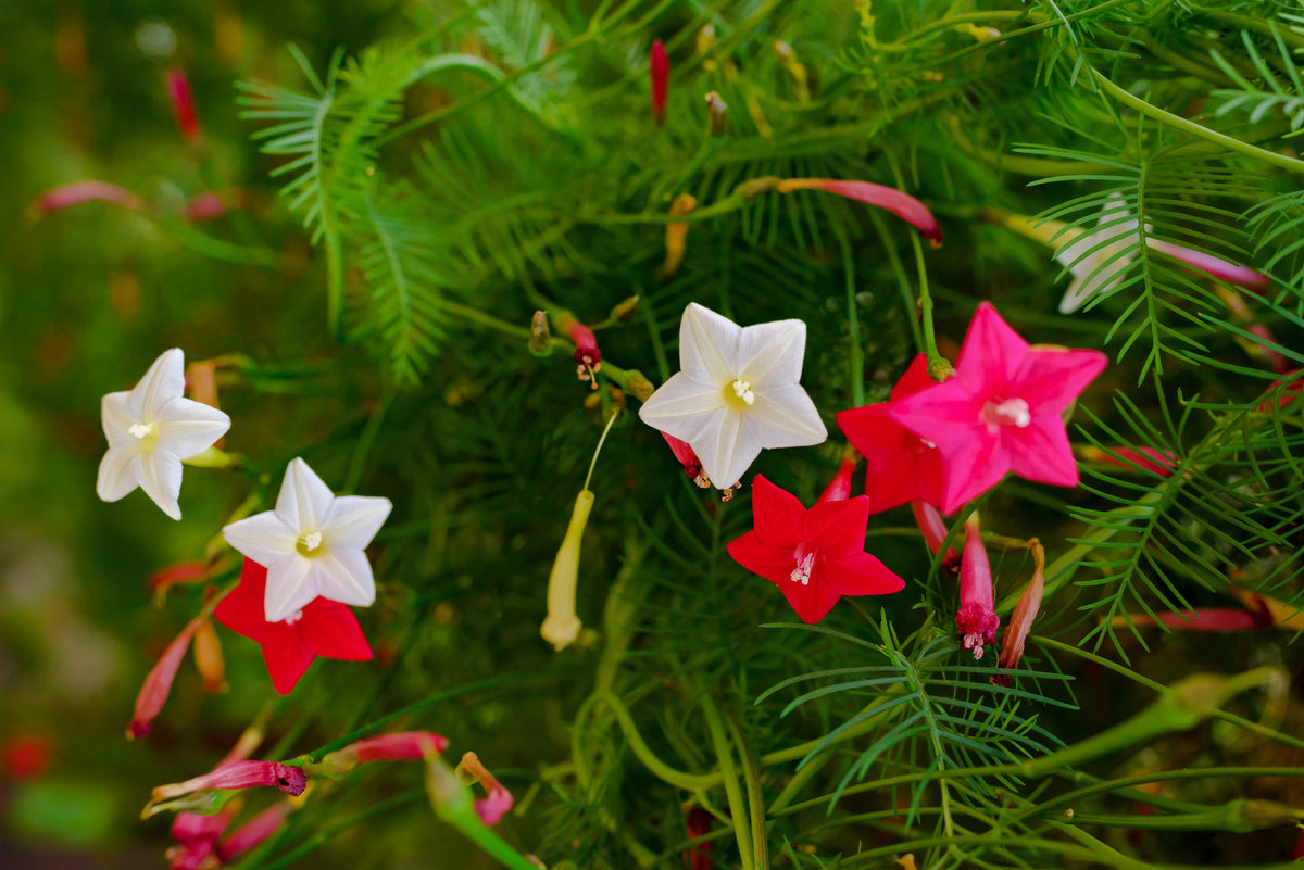 Cypress Vine Mix Seeds – Ipomoea Quamoclit Convolvulus Hummingbird Star Morning Glory Cardinal Creeper Flower – photo 8