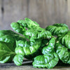 1000 TATSOI Brassica Rapa Rosularis Tat Soi Bok Choy Spinach Mustard Vegetable Seeds