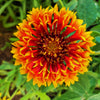 30 SUNDANCE BICOLOR GAILLARDIA Pulchella Indian Blanket Flower Seeds