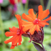 25 VESUVIUS CAMPION Red Orange Lychnis Arkwrightii Catchfly Flower Seeds