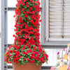 50 DWARF RED IMPATIENS Scarlet Walleriana Part Sun or Full Shade Flower Seeds