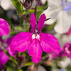 Magenta Pink Lobelia Seeds – Regatta Lobelia Erinus Flower – photo 4