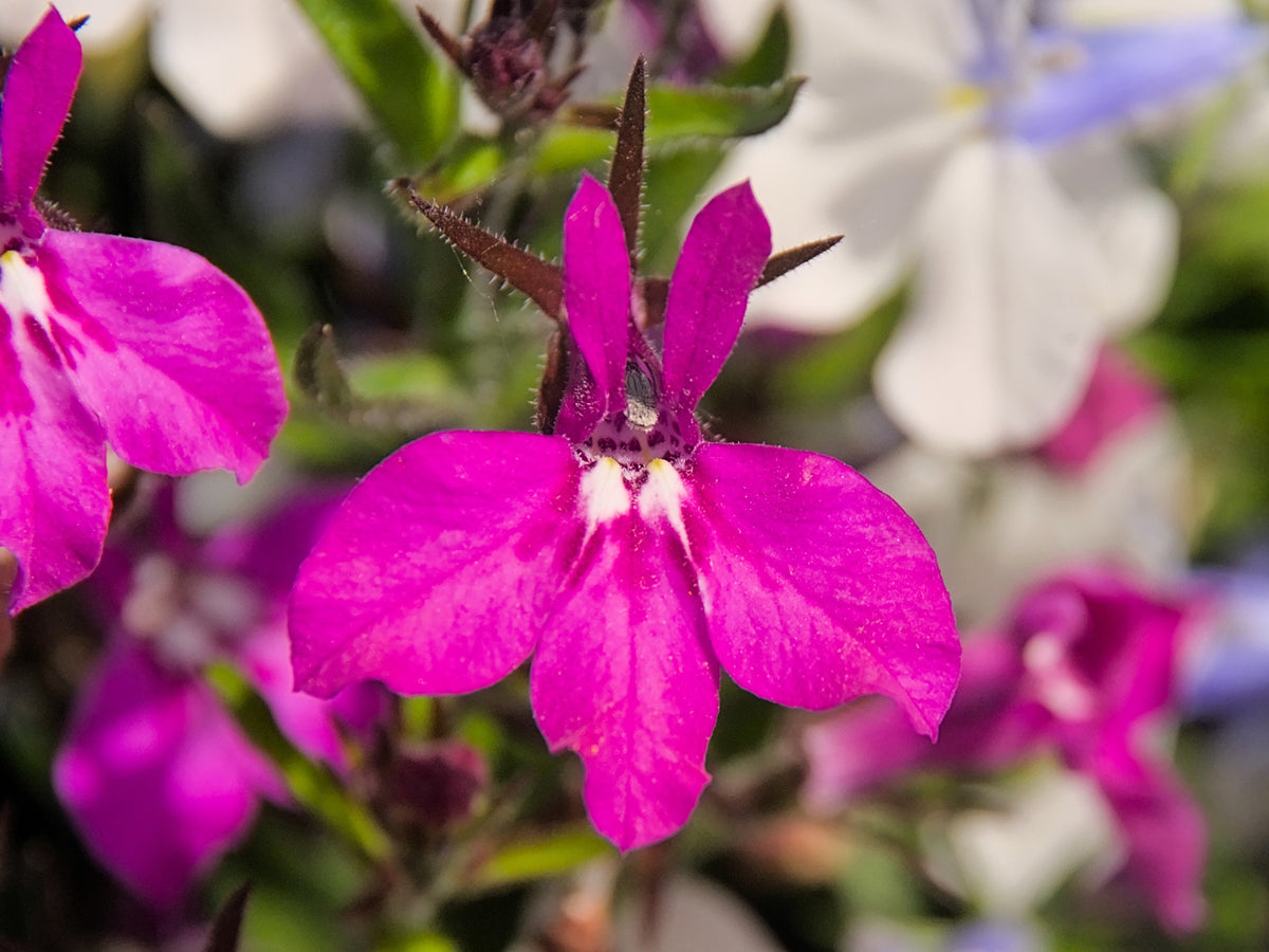 Magenta Pink Lobelia Seeds – Regatta Lobelia Erinus Flower – photo 4