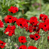 500 ORIENTAL RED Mix POPPY Papaver Orientale Flower Seeds