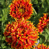 30 SUNDANCE BICOLOR GAILLARDIA Pulchella Indian Blanket Flower Seeds