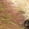 Purple Lovegrass Seeds – Eragrostis Spectabilis Native Love Grass Flower