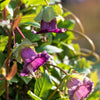 5 CUP & SAUCER VINE Cathedral Bells Cobaea Scandens Climber Purple Hummingbird Flower Seeds