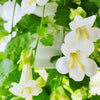 Mixed Dragonsnap Vine Seeds – Asarina Scandens Climbing Snapdragon Pink Blue Red White Flower – photo 3