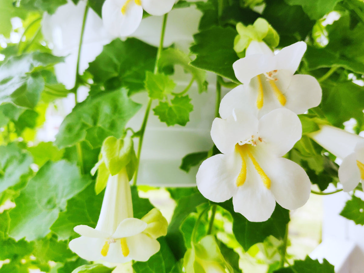 Mixed Dragonsnap Vine Seeds – Asarina Scandens Climbing Snapdragon Pink Blue Red White Flower – photo 3