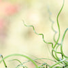 10 CORKSCREW RUSH Spiral Grass Juncus Effusus Spiralis Wetland Pond Seeds