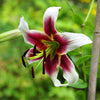 5 NEPAL LILY Green & Maroon Lilium Nepalense Fragrant Flower Seeds