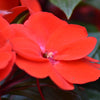 50 DWARF RED IMPATIENS Scarlet Walleriana Part Sun or Full Shade Flower Seeds