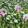 350 TASMANIAN Purple & White POPPY Papaver Somniferum Flower Seeds